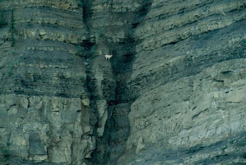 Een berggeit rust op een muur van de Stikine River Grand Canyon in British Columbia Canada Dankzij de unieke hoeven van berggeiten kunnen ze reizen waar hun roofdieren wolven beren en poemas dat niet kunnen