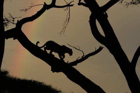 Een luipaard voor onderzoekers bekend als Legadema volgt haar prooi langs een boomstam in Botswanas Okavango Delta Legademas moeder dreef haar op jonge leeftijd uit het territorium nadat Legadema weigerde om een prooi te delen