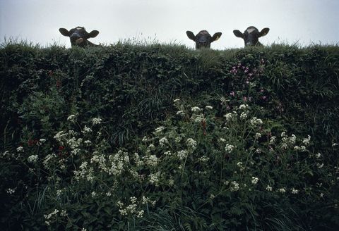 In Cornwall Engeland turen de koeien over een heg terwijl ze aan het ontbijten zijn In de septembereditie van 1993 werd een heel verhaal gewijd aan de iconische heggen van GrootBrittanni