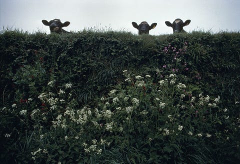 In Cornwall Engeland turen de koeien over een heg terwijl ze aan het ontbijten zijn In de septembereditie van 1993 werd een heel verhaal gewijd aan de iconische heggen van GrootBrittanni