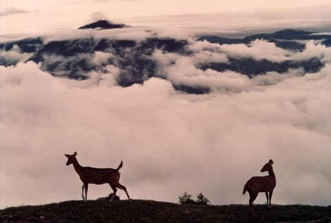 Axisherten staren in de verte door met mist gevulde valleien vanuit het koninklijke hertenkamp boven Gangtok Sikkim een staat in het noordoosten van India Sikkim is ook de thuisbasis van Kangchenjunga de op twee na hoogste berg ter wereld