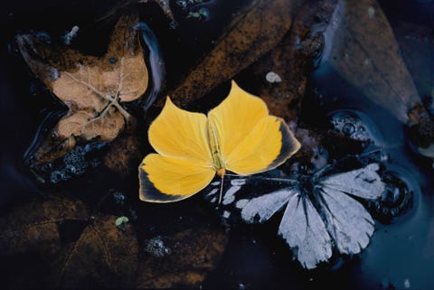 Twee vlinders drijven op het water in het Ramsey Canyon Preserve in Arizona Deze riviervallei bevat een van de meest gevarieerde collecties aan diersoortenin de Verenigde Staten
