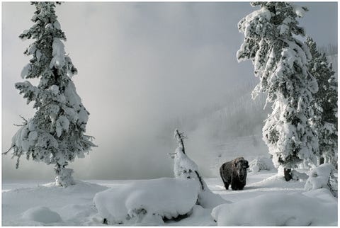 A lone bison stands in snowcovered Yellowstone National Park The bisons skin fat reserves and fur coat make it especially suited to survive temperatures as low as minus 40 degrees Fahrenheit and winds as wild as 50 miles an hour
