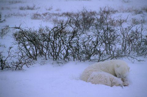 Een ijsbeer en haar welp slapen in de sneeuw De beren wachten tot de Hudson Bay is bevroren zodat ze in de winter op zeehonden kunnen jagen op het ijs