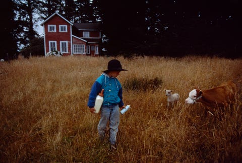 Een verhaal uit de editie van oktober 1997 vierde de Amerikaanse traditie van county fairs Hier gebruikt een jongen flessen melk om zijn lammetje en kalf in een aanhangwagen te lokken waarmee ze naar een wedstrijd in Oregons Curry County Fair worden gebracht