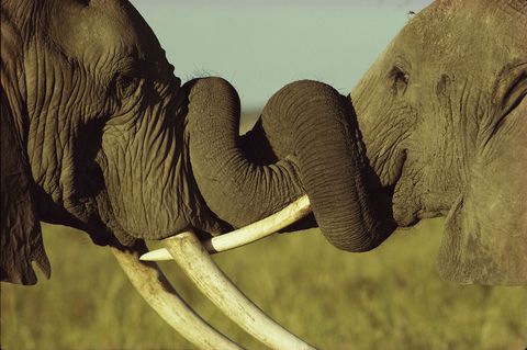 Twee mannetjesolifanten sparren voor dominantie in Amboseli National Park in Kenia