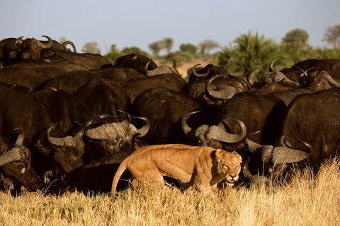 Een leeuwin trekt zich terug na een mislukte aanval op een kafferbuffel nadat de rest van de kudde deze te hulp is geschoten in Botwsanas Okavango Delta