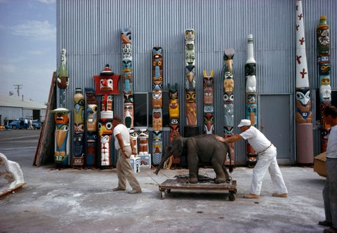 Arbeiders in Disneyland in 1963 duwen een plastic babyolifantje naar zijn nieuwe huis in de Jungle Cruise Achter hen staan vers geschilderde totempalen die het ooit bestaande Indian Village gedeelte van het park zouden versieren