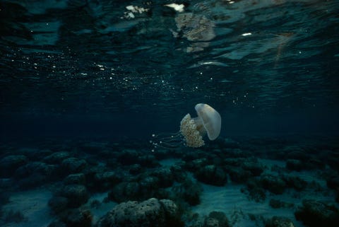 Een zeldzame kwal drijft in Hamelin Pool Marine Nature Reserve in Australi