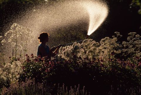 In Rockport Maine geeft een vrouw een commercile kruidentuin water Wanneer de planten volgroeid zijn zullen ze worden gebruikt in helende zalven en tincturen om een verscheidenheid aan kwalen te behandelen