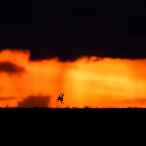Een jonge thomsongazelle springt over de vlaktes van de Masai Mara in Kenia bij zonsondergang Thomsongazellen zijn een van s werelds snelste landdieren en kunnen snelheden van 88 kilometer per uur halen Ze meten snel zijn want ze zijn een favoriete prooi van cheetas