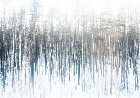 Sneeuw bedekt de taiga in OostRusland National Geographicfotograaf William Daniels legde dit beeld vast vanuit de Matvei Mudrovziekenhuistrein Het mobiele ziekenhuis biedt basiszorg en gespecialiseerde diensten zoals rntgenfotos echografie en oogheelkunde in extreem gesoleerde delen van Rusland
