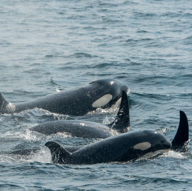 a pod of killer whales or orcas orcinus orca is swimming