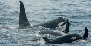 a pod of killer whales or orcas orcinus orca is swimming