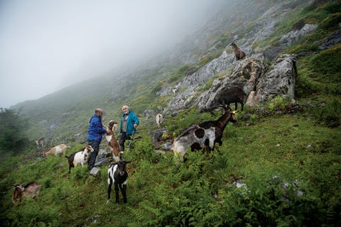 Geitenherders hoeden hun kudde in Asturi in Spanje De regio noemt zichzelf de pais de quesos land van kaas vanwege de tientallen ambachtelijke variteiten die het produceert waaronder een beroemde geitenkaas genaamd cabrales Deze foto verschijnt in Traveler Magazine editie 4 2019