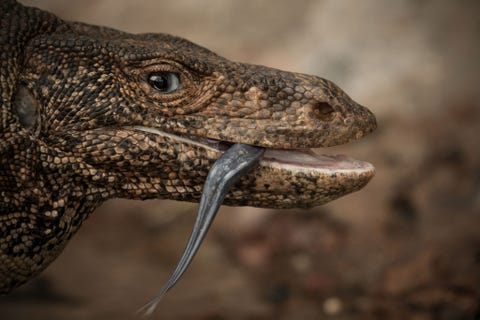 Een Bengaalse varaan steekt zijn tong uit terwijl hij een weg oversteekt in het Anawilundawa Sanctuary in Sri Lanka Het omvangrijke reptiel gebruikt zijn gevorkte tong om zijn omgeving te ruiken Het zal zijn tong herhaaldelijk laten bewegen om de prooi te volgen en andere varanen te detecteren
