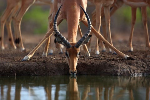Een impala neemt een slok water in de buurt van Francistown Botswana en creert daarmee een prachtige geometrische scne De symmetrie in dit frame is precies goed met de impala in het midden en een willekeurig aantal benen op de achtergrond Het licht dat op de hoorns en de vacht valt benadrukt de verschillende texturen van het dier zegt Your Shot fotoeditor Kristen McNicholas Mooi gedaan