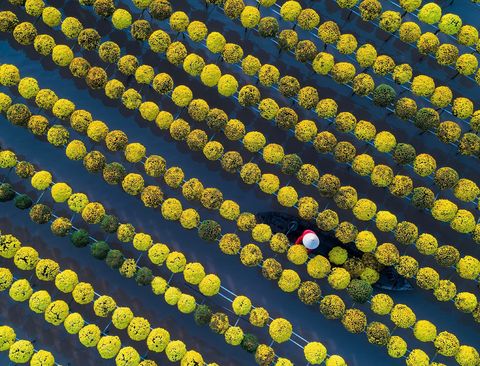 Een boer uit de Vietnamese provincie ng Thp verzamelt gele madeliefjes voordat hij ze naar de markt stuurt ter voorbereiding op het nieuwe maanjaar bekend als Tt Veel Vietnamezen versieren hun huizen met bloemen om deze feestdag te vieren