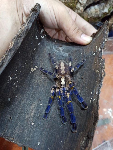 poecilotheria мetallica