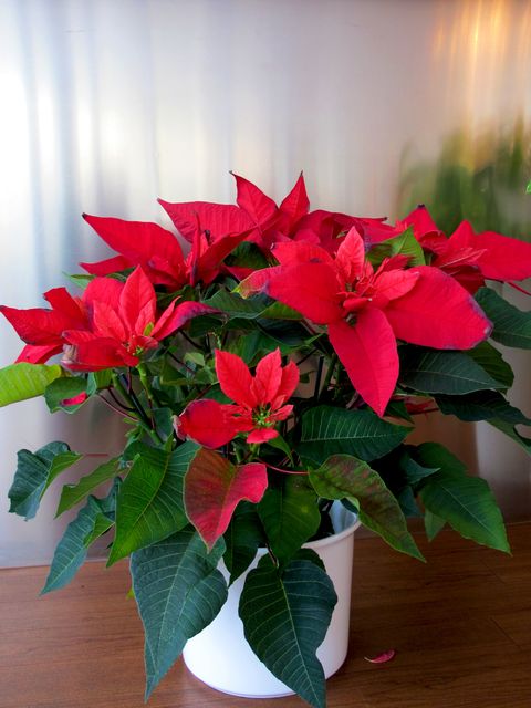 close up of a poinsettia flower in pot