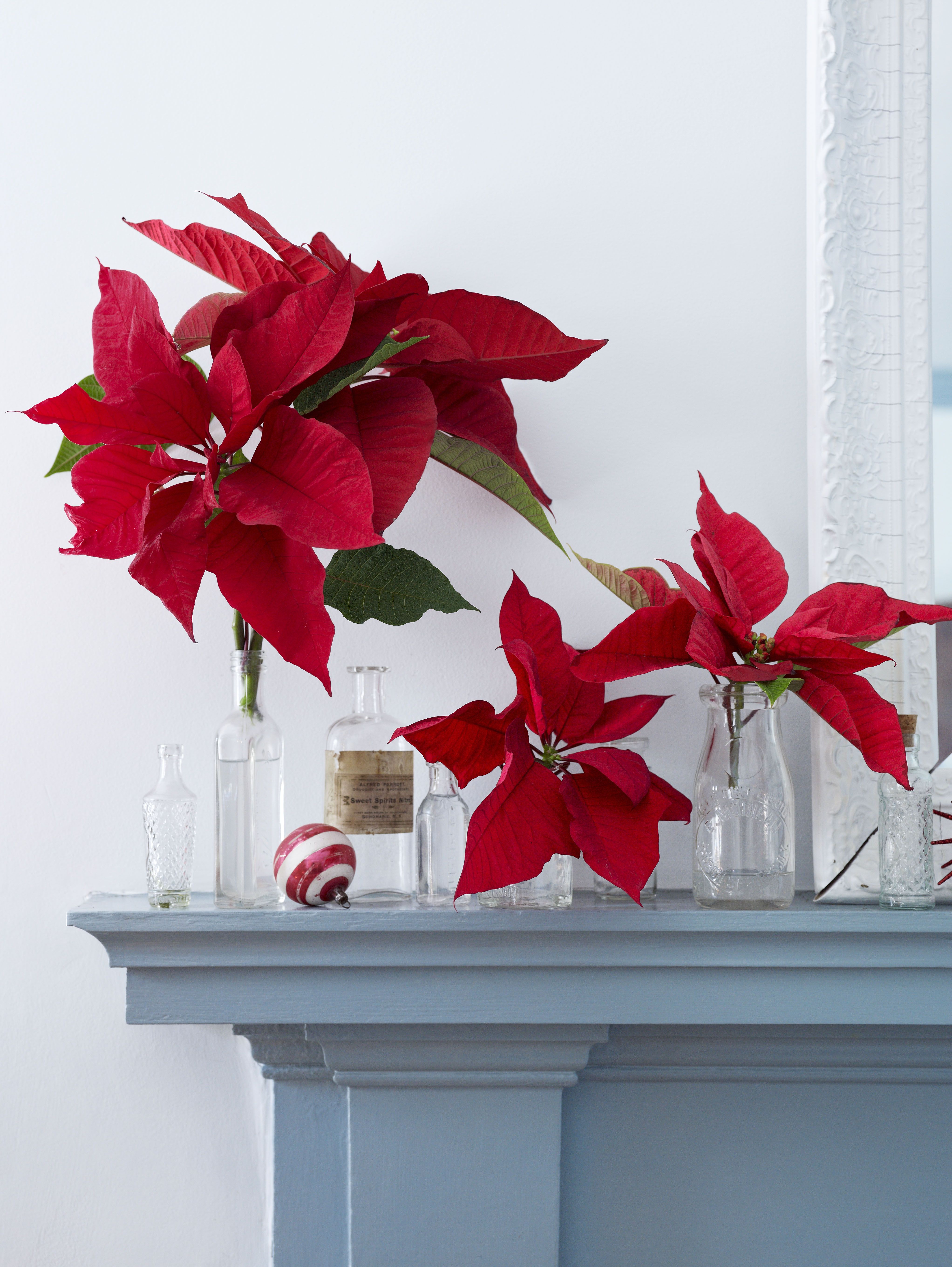 How to Make the Prettiest Christmas Flower Arrangement