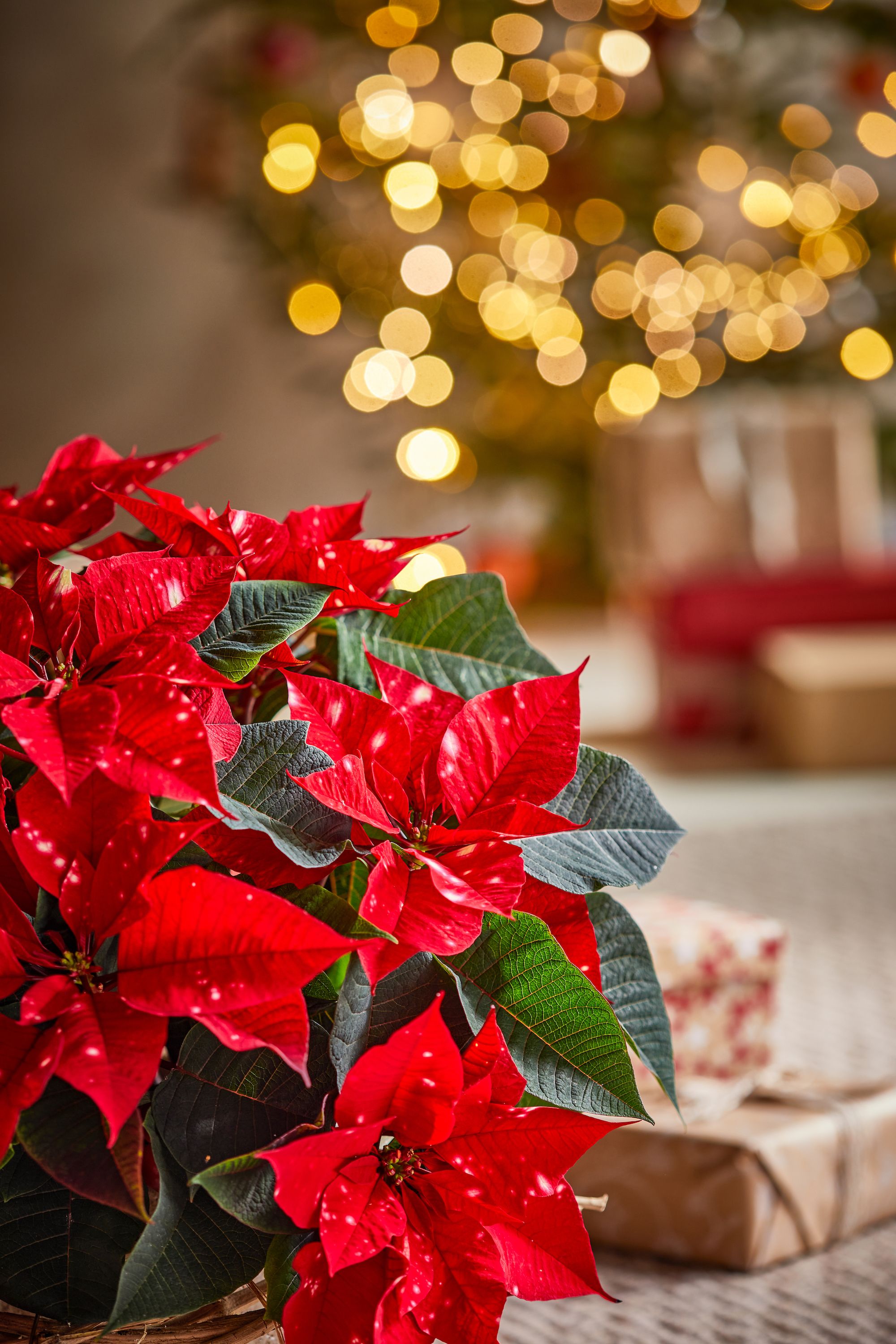 Christmas Poinsettia Rose