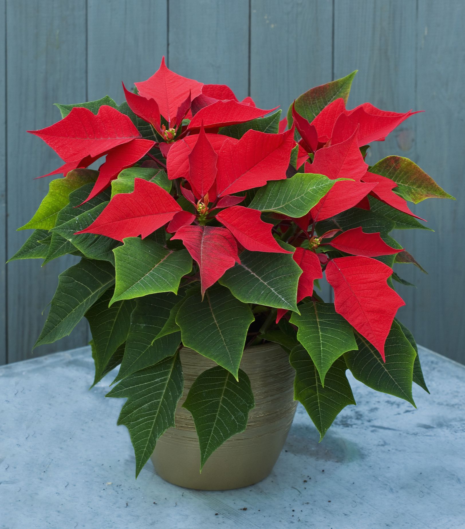 Xmas plant on sale