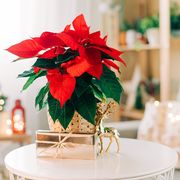 holiday decor in a living room and poinsettia care