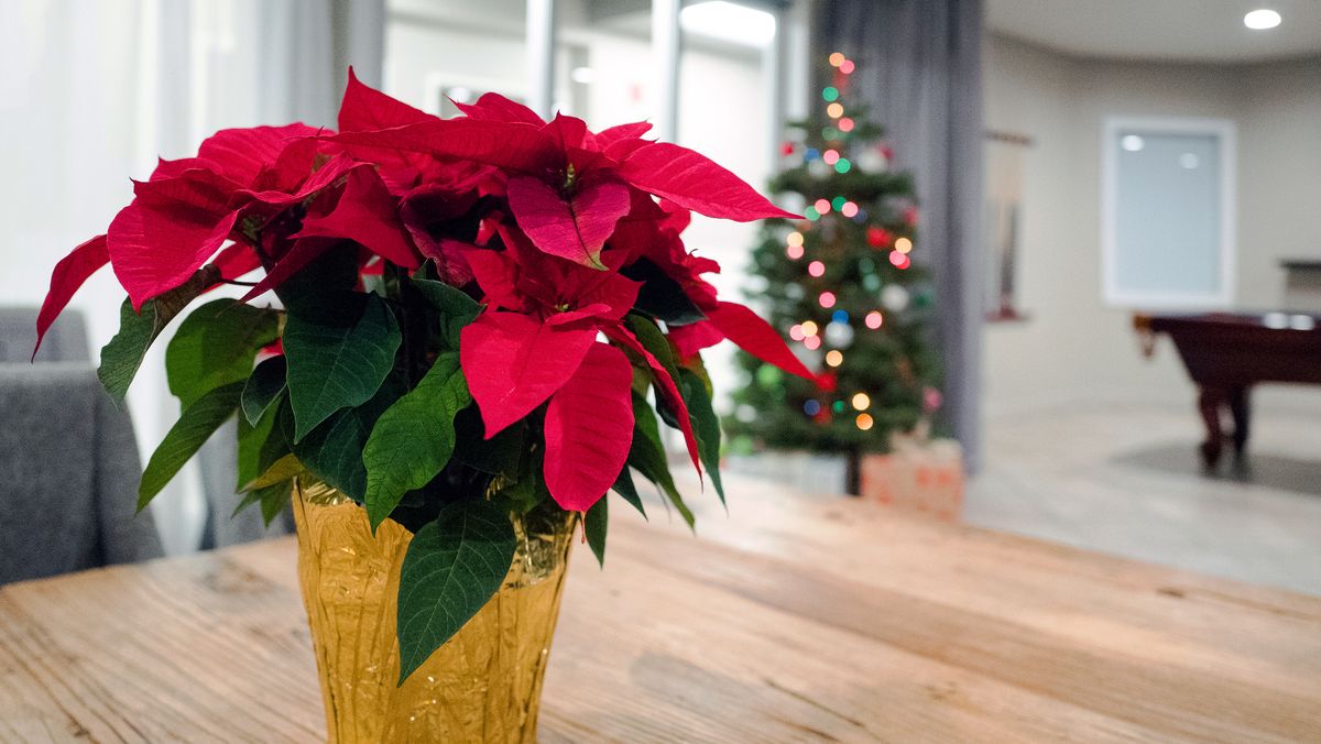 preview for How to Care for Poinsettias