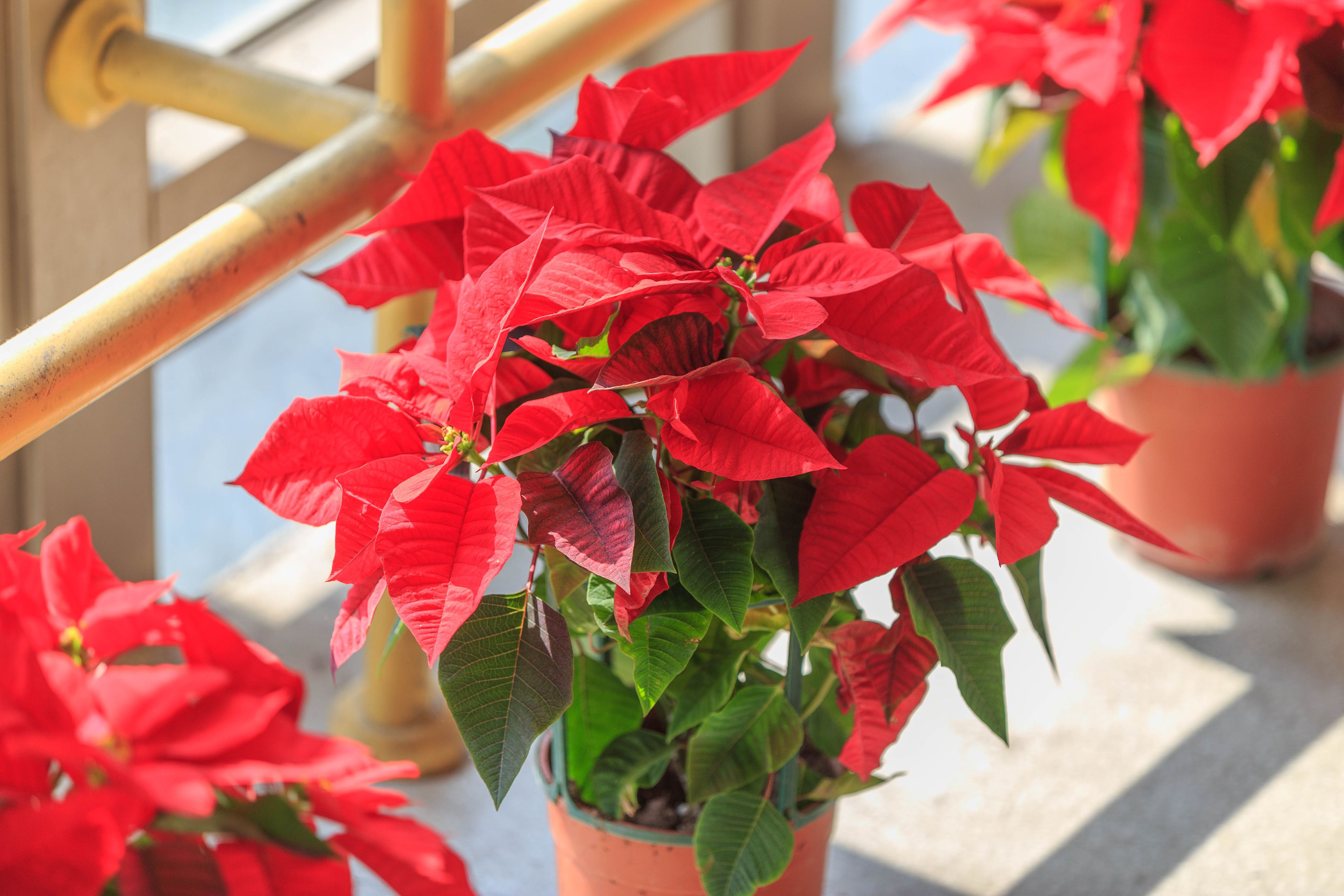 Christmas Ornaments For Plants | POPSUGAR Home