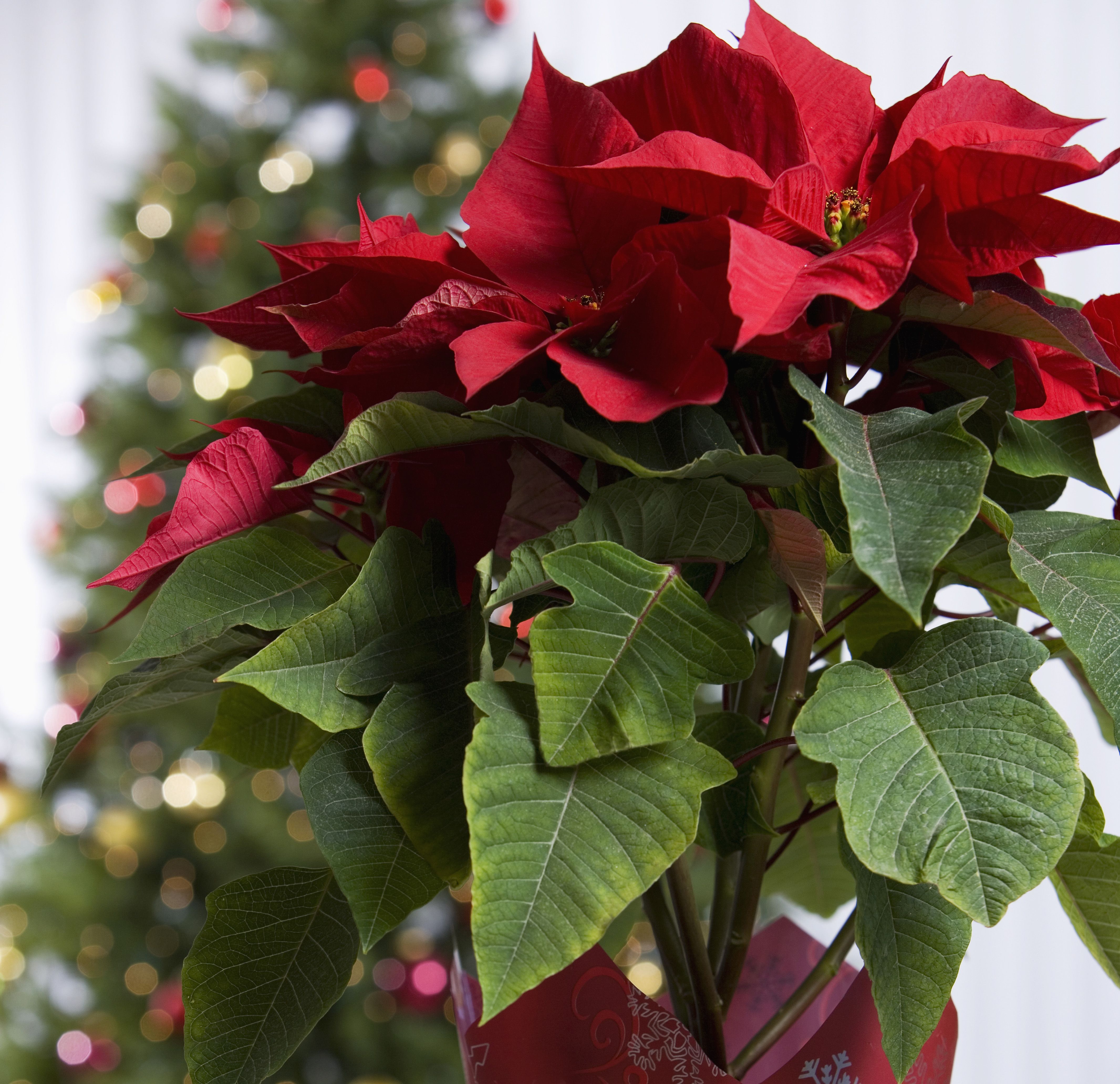 Red and green christmas on sale plant