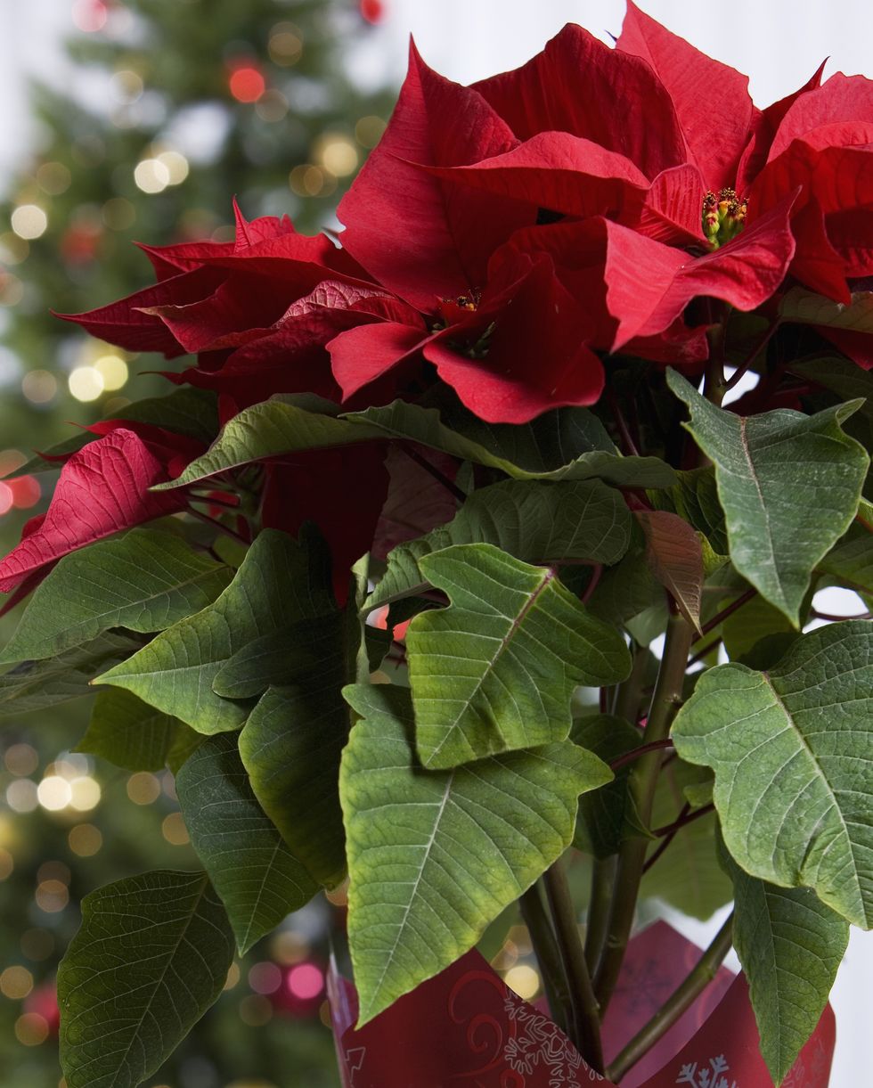 5 Flower Trends to Embrace This Christmas
