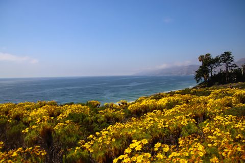 point dume and yellow spring flowers