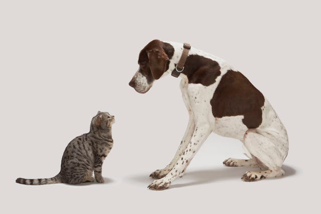 flea treatment by post