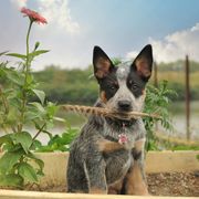 dogs with pointy ears australian cattle dog holding a feather in his mouth and sitting in a garden