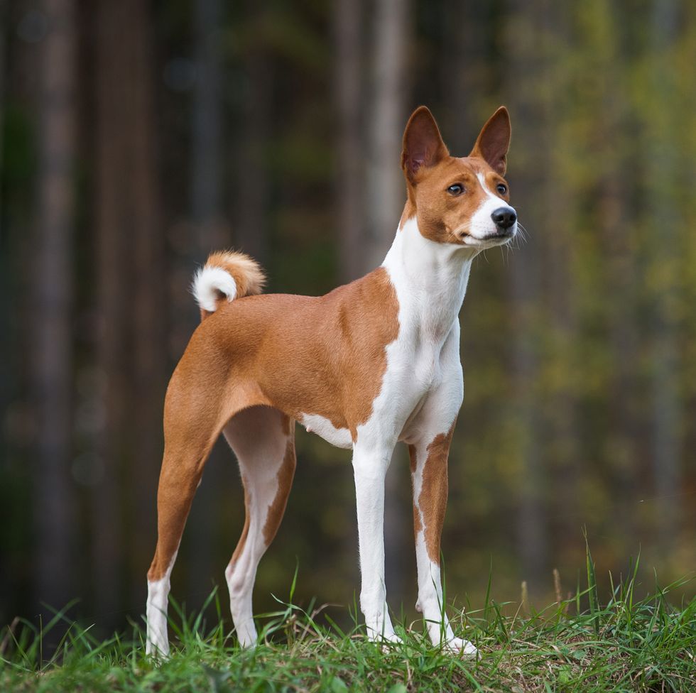 12 Dogs With Pointy Ears — Dog Breeds With Bat Ears