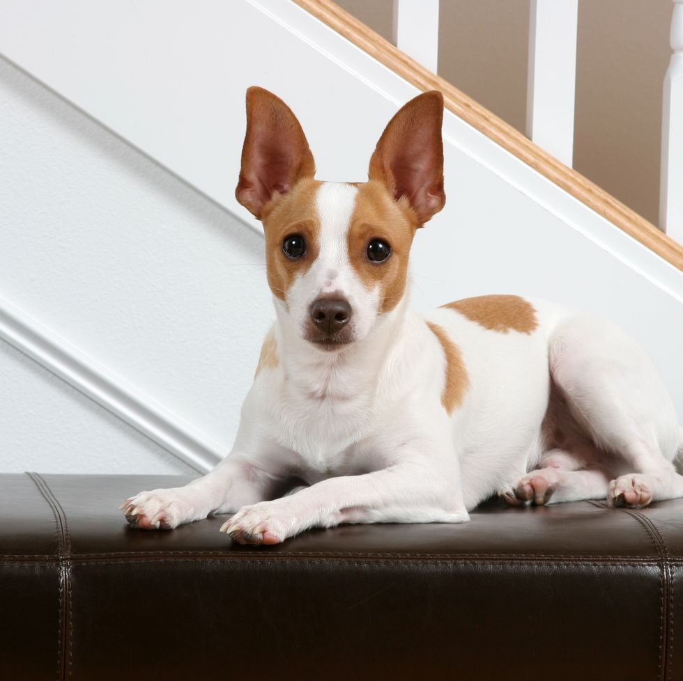 https://hips.hearstapps.com/hmg-prod/images/pointy-ears-dog-rat-terrier-1580328292.jpg?crop=0.668xw:1.00xh;0.226xw,0.00260xh&resize=980:*