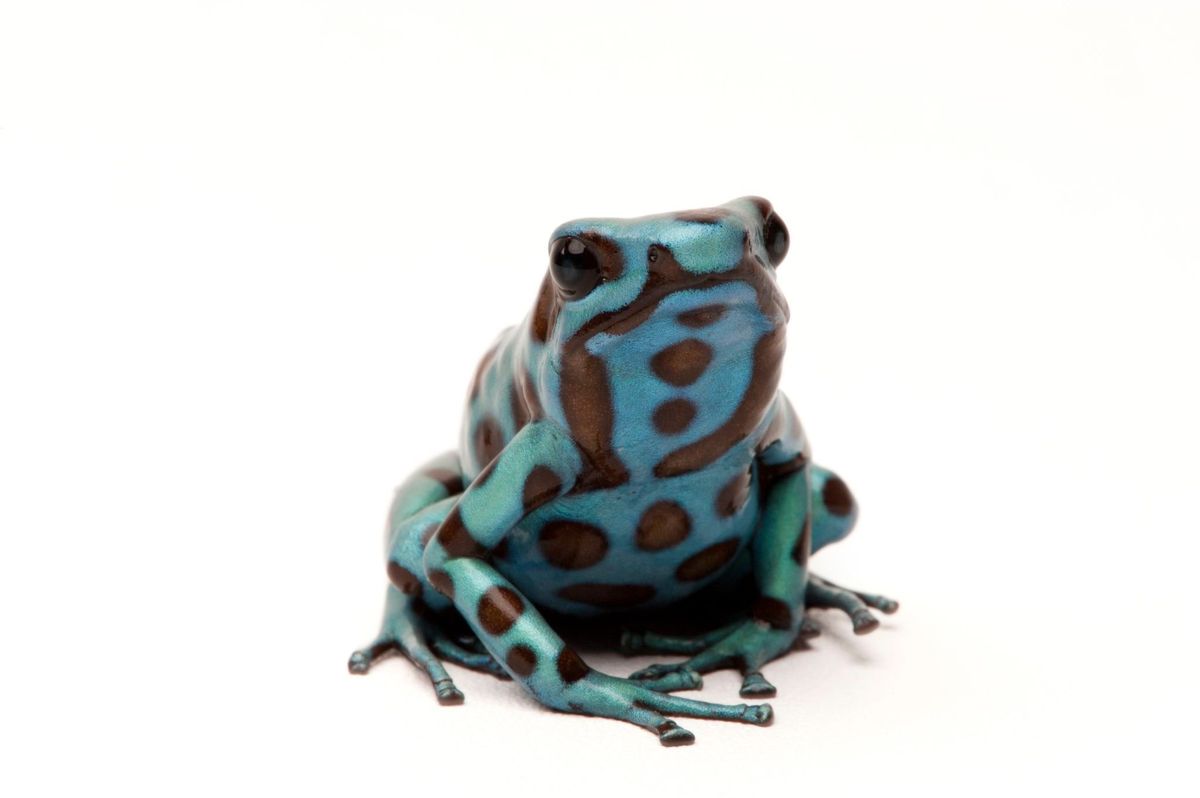 A green and black poison dart frog Dendrobates auratus photographed in Everett Washington