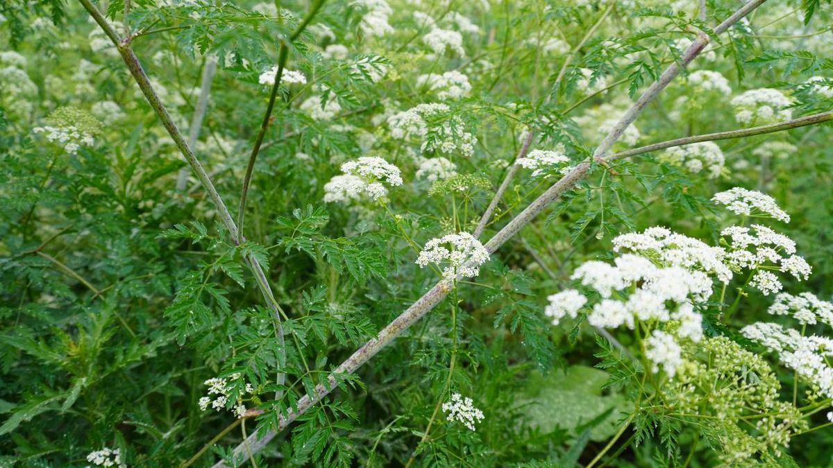 Poison Hemlock Could Be Growing In Your Garden