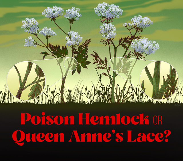 illustrated visual differences between poison hemlock and queen anne's lace