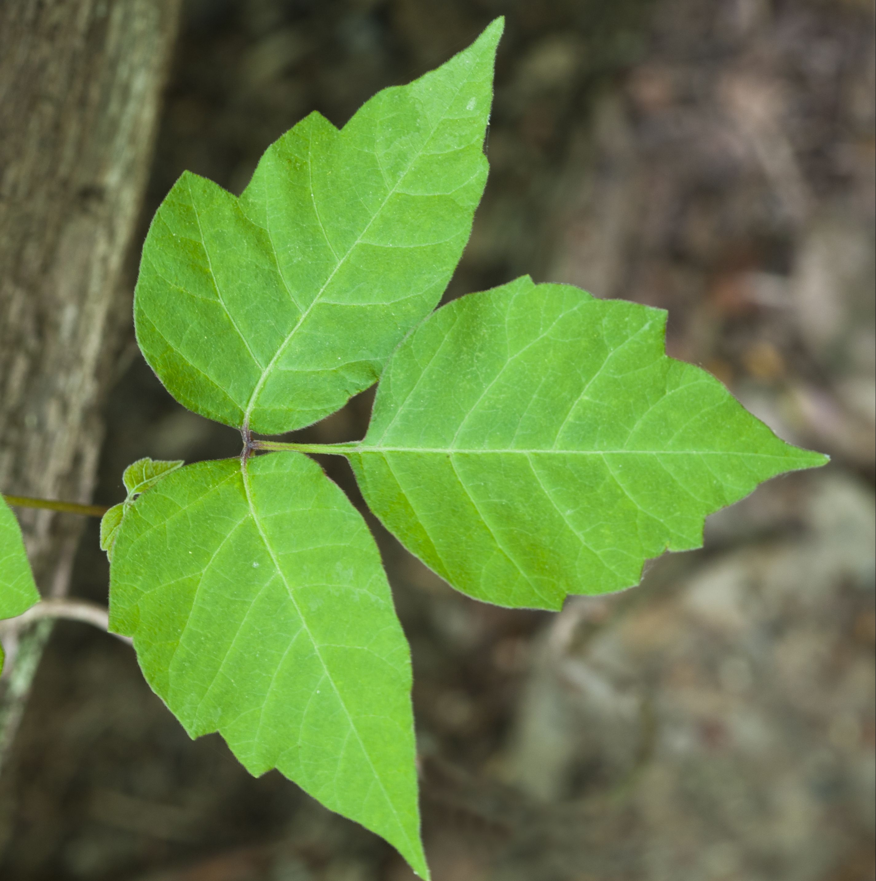 5 Easy Ways to Keep Poison Ivy Out of Your Garden for Good
