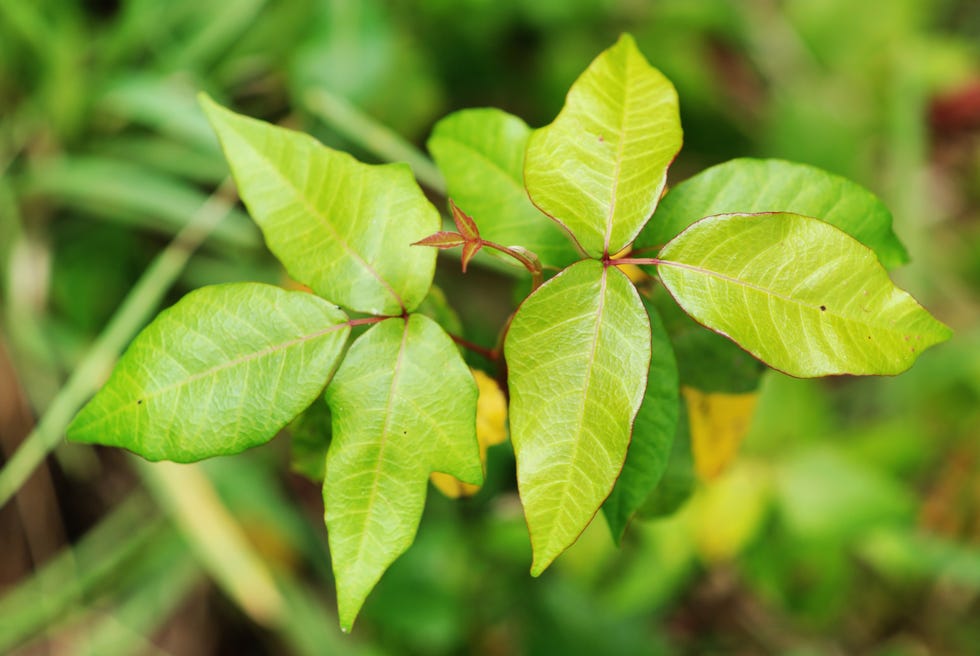 Poison Ivy leaves