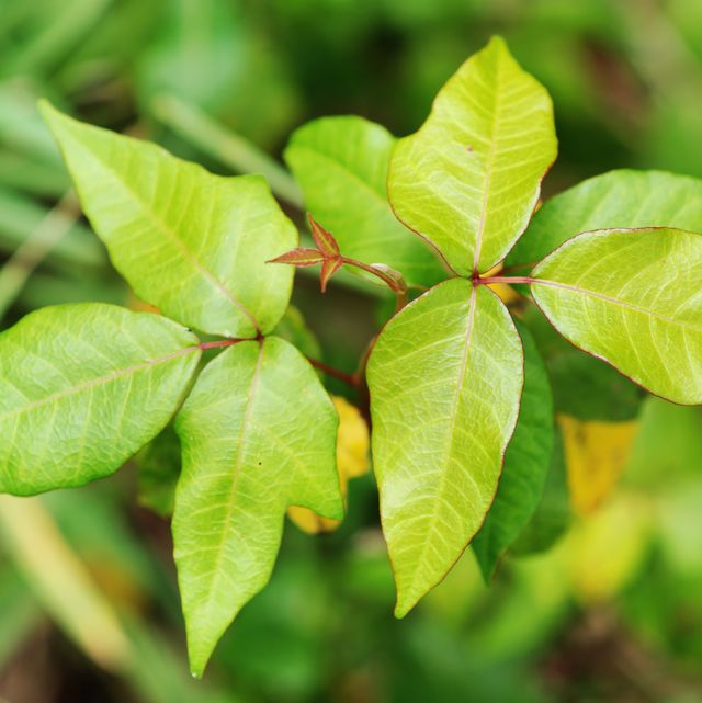 Poison Ivy Rash Treatment - What Does a Poison Ivy Rash Look Like?