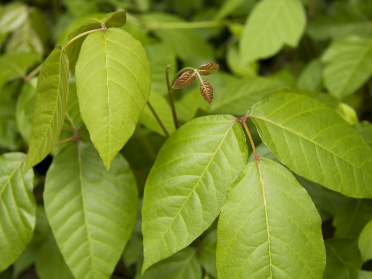 OUTDOORS: Dreaded poison ivy causing rash of problems - Barrie News