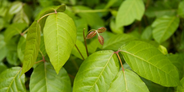 Poison Ivy