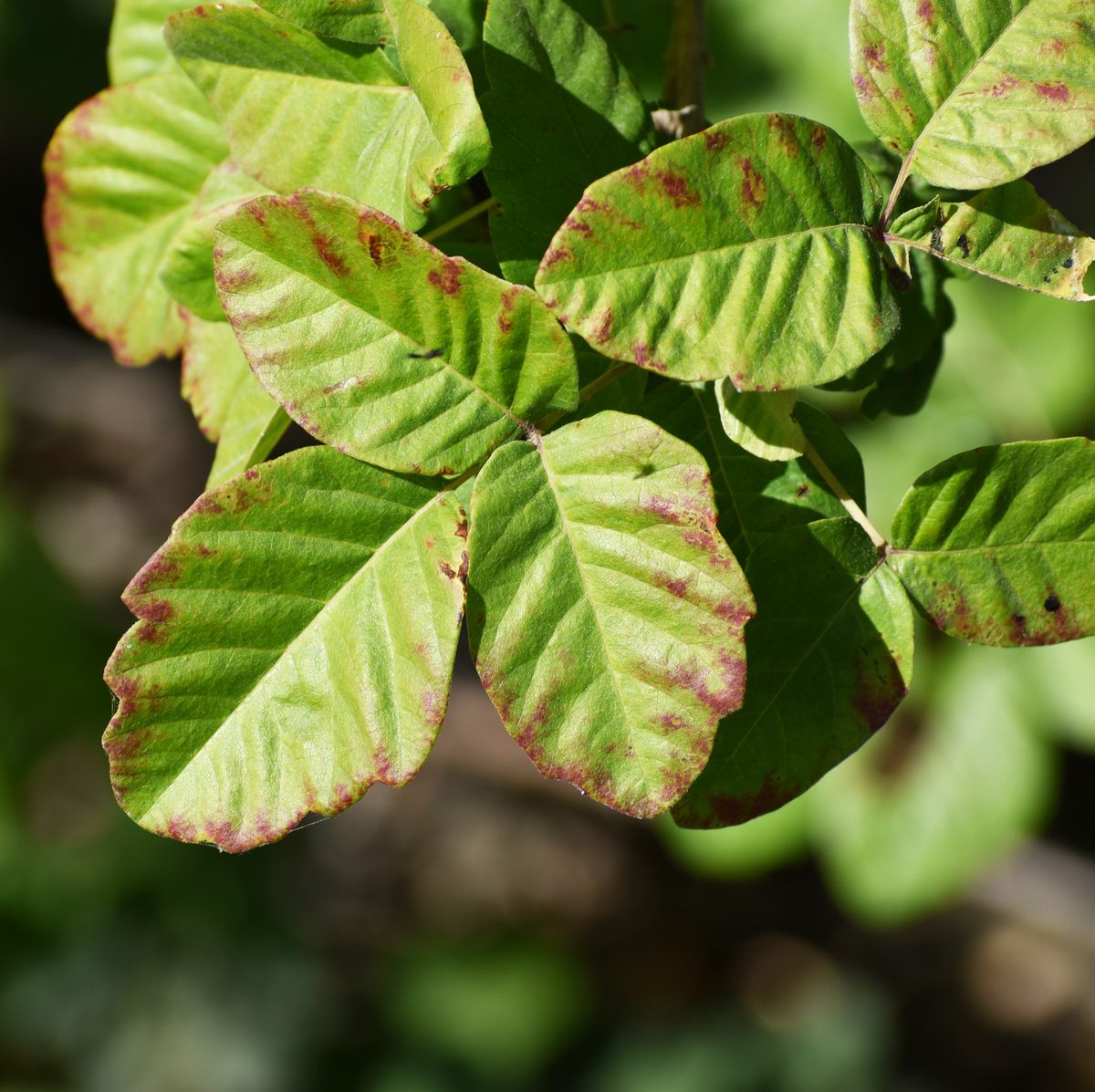 poison oak leaf close up for plant identification high quality