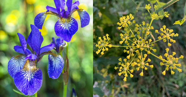two types of flowers side by side a blue iris on the left and wild parsnip flowering plant on the right