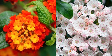 guía de las plantas más venenosas y tóxicas que tienes en casa