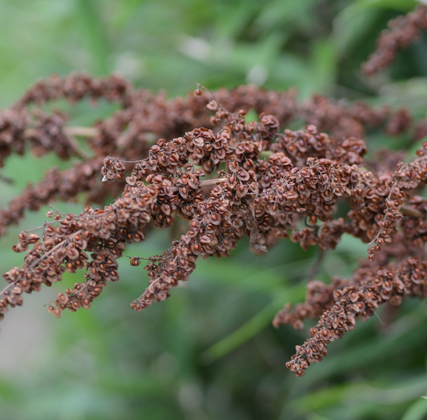 plantas tóxicas y venenosas