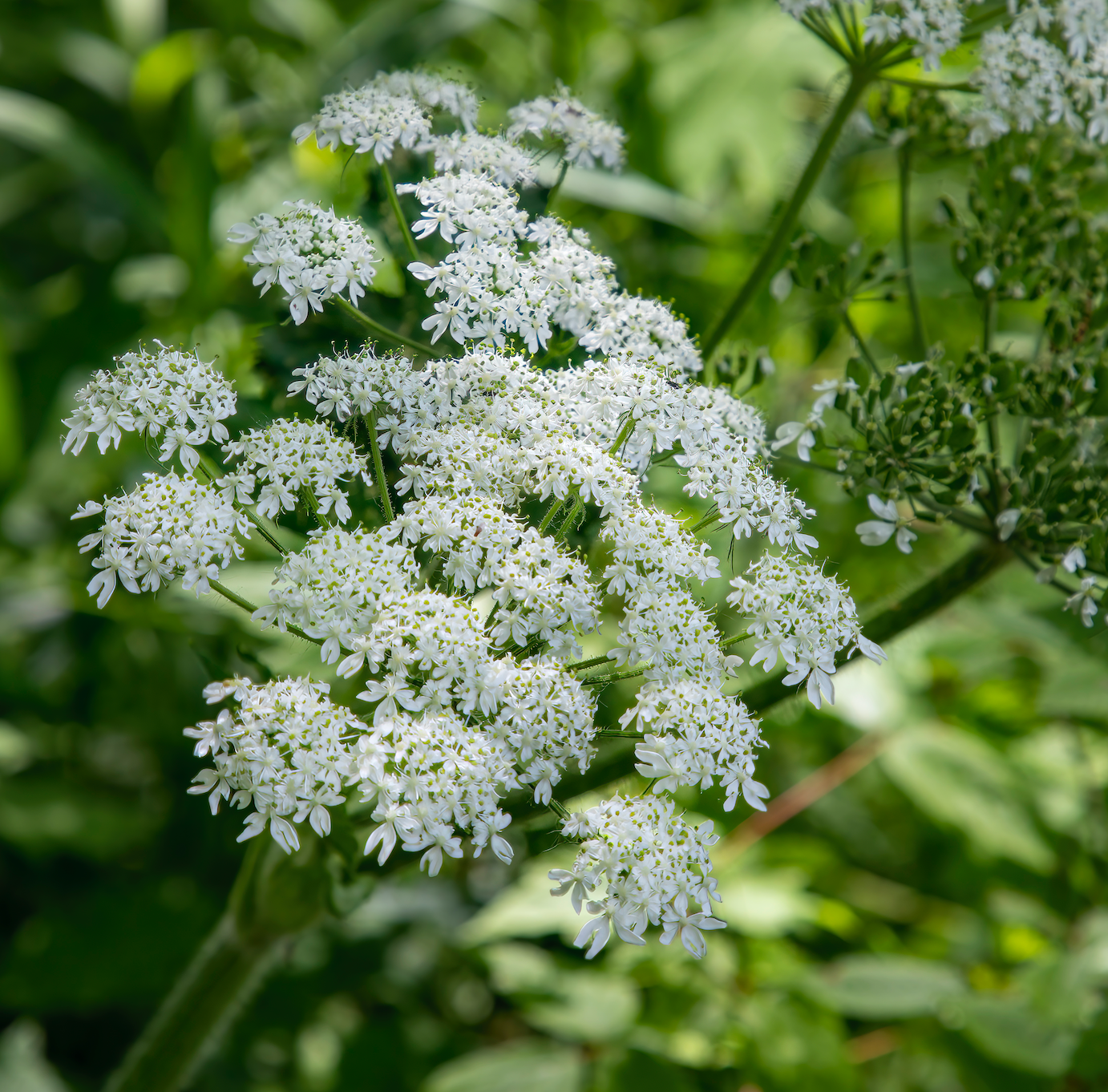 plantas venenosas y tóxicas